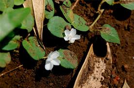 Image result for Evolvulus nummularius