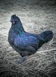 Ayam Cemani Das Schwarze Huhn Auf Unserer Biotopica Farm Hinterhofhuhner Huhnerzucht Huhnerrassen