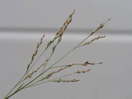 Image result for Panicum repentellum