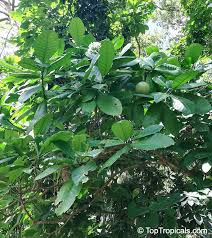 Image result for Tabernaemontana pachysiphon