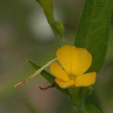 Image result for Streptopetalum serratum