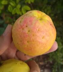 Image result for Psidium guajava