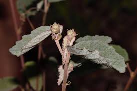 Image result for Corchorus kirkii