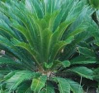 Cycas revoluta