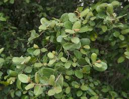 Image result for Sericorema sericea