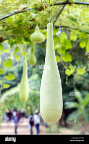 Image result for Lagenaria siceraria