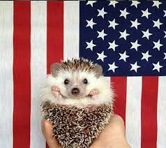 Pin On Hedgehogs