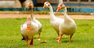 Patos en Nueva York | Foto: Animal Planet   