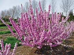 We did not find results for: New Woody Plants For 2019 Landscape Ontario