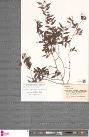 Image result for Otiophora pauciflora