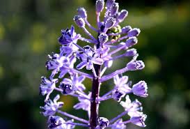 In the garden there are olive trees that are old and after 2000 years. 23 Gorgeous Flowers At The Jerusalem Botanical Gardens From The Grapevine