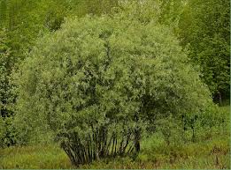 Image result for Salix