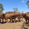 This land has a long rich tradition of cattle farming. 1