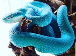 41 Strange On Twitter Beautiful Snakes Komodo Island Pit Viper