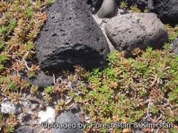 Image result for Portulaca foliosa