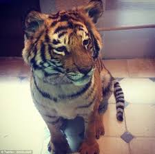 Most of you wonder whether you can keep baby tigers as your house pets. Nfl Star At Center Of Animal Rights Storm After He Buys A Pet Tiger That Will Live At His Home Along With His Pet Alligator Daily Mail Online