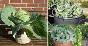 Mustard mustard takes harlequin bug from cabbage (then hand pick and kill). How To Grow Cabbage In Pots Growing Cabbage In Containers