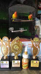 Merawat lovebird konslet baik perawatan harian lovebird konslet dan settingan lovebird konslet juga latihan lovebird konslet terbilang mudah. Nob Natural Over Birahi Startseite Facebook