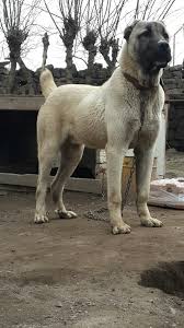 Kangal Kopek Resimleri Home Facebook