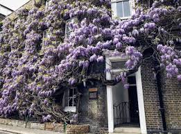 Our wisteria roblox codes are 100% op working code. Fuller S On Twitter And Just Like That The Beautiful Wisteria Is Back Gracing The Griffin Brewery With All Her Splendour Wisteria Fullers Griffinbrewery Fullbloom Https T Co Z2ncqoswpy