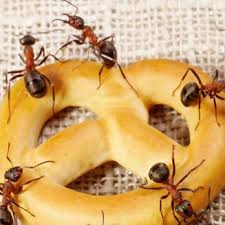 We have certified and skilled exterminators in simi valley ca with new techniques and product available for the elimination of pest from your domestic and commercial property in simi valley, california. O Connor Pest Control 16 Photos 17 Reviews Pest Control 2940 De La Vina St Santa Barbara Ca Phone Number Yelp