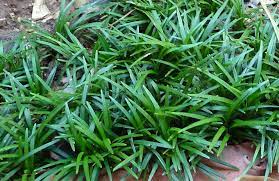 Check spelling or type a new query. Mondo Grass How To Grow It How To Care For It And More