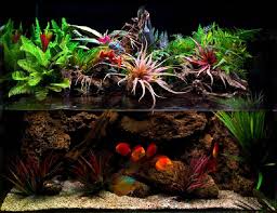 Paludarium Great Discus Tank Setup Http Www Americanaquariumproducts Com Aquarium Aquarium Fish Discus Aquarium