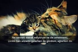 Instagramda Sozler Google Da Ara Yavru Kediler Sevimli Kediler Resimler
