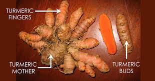 To successfully use fresh turmeric, wash the root of any dirt and scrub it well. How To Grow Your Own Supply Of Turmeric It S Easier Than You Think Grow Turmeric Turmeric Plant Growing Ginger