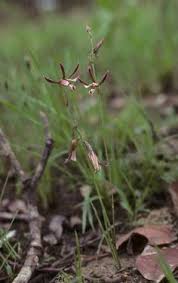 Image result for Eulophia arenicola