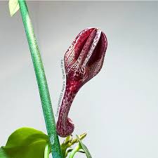 Image result for Ceropegia albipilosa