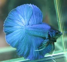 Bettas (siamese fighting fish) + join group. Betta Fish Color Patterns Live Tropical Fish Live Tropical Fish