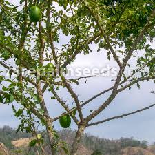 Maybe you would like to learn more about one of these? Crescentia Cujete Calabash Tree Buy Seeds At Rarepalmseeds Com