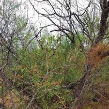 A pair of cactus wrens have chosen a cholla near our back porch for their springtime home. Pdf Cactus Wren Nest Characteristics In South Texas