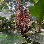 Image result for Palisota schweinfurthii