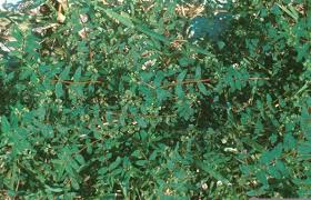 Image result for Euphorbia hyssopifolia