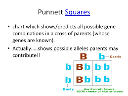 ppt introduction to genetics powerpoint presentation free