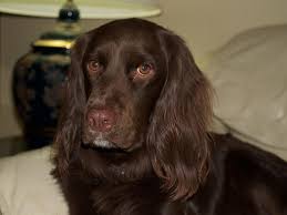 Maybe you would like to learn more about one of these? 10 Unreal Springer Spaniel Cross Breeds You Have To See To Believe