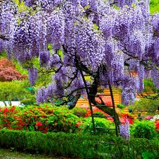 Image result for Wisteria