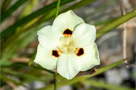 Image result for Dietes