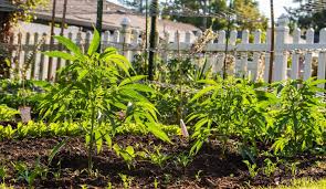Maybe you would like to learn more about one of these? Best Soil For An Outdoor Cannabis Garden Sensi Seeds