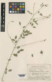 Image result for Indigofera subulata