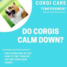 Growth spurt signs include increased hunger and sleeping. Do Corgis Ever Calm Down How To Calm Your Puppy Down Corgi Adoption