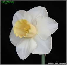 Daffodil Unchanged Melody Daffodils Spring Bulbs Narcissus
