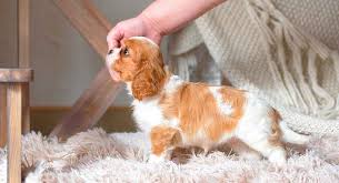 Sometimes, you may find dogs and puppies for free to a good home advertised by an owner who may no longer be able to look after them because of personal circumstances. Teacup King Charles Cavalier Your Guide To The Mini Cavalier