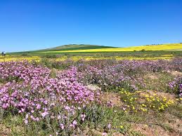 Wild Flower Fields In Western Cape Flower Field Wild Flowers Forest Flowers Official state wildflower of tennessee. wild flower fields in western cape