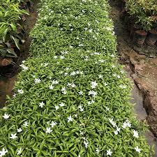 Image result for Tabernaemontana ventricosa