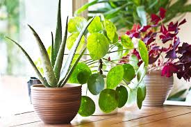 Plants kept in good growing condition, flower almost always continuously. 8 Benefits Of Indoor Plants How Houseplants Improve Your Health
