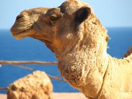 In this way the body catches less sun and doesn't heat up at fast. Camel Pictures And Facts Arabian Camels Page 4