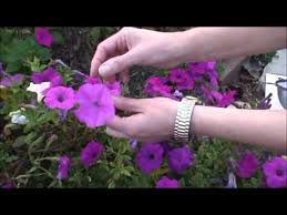 You can find seed packages that contain a mixture of different colored wave petunias so that your hanging baskets or. Collecting Petunia Seeds Youtube